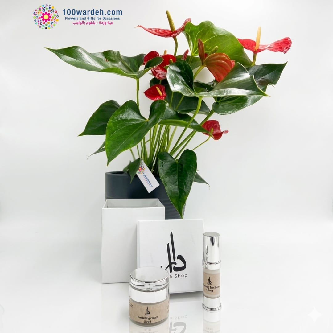 نبتة أنثوريوم وكريم Dara Energizing