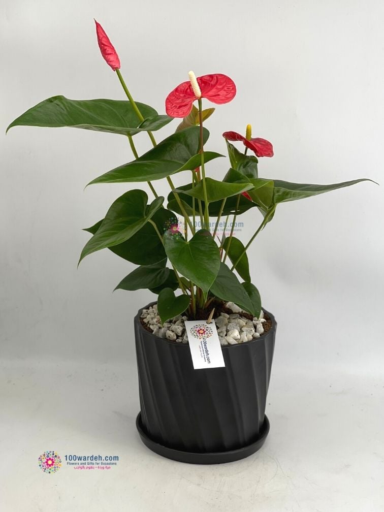 نبتة انتوريوم احمر