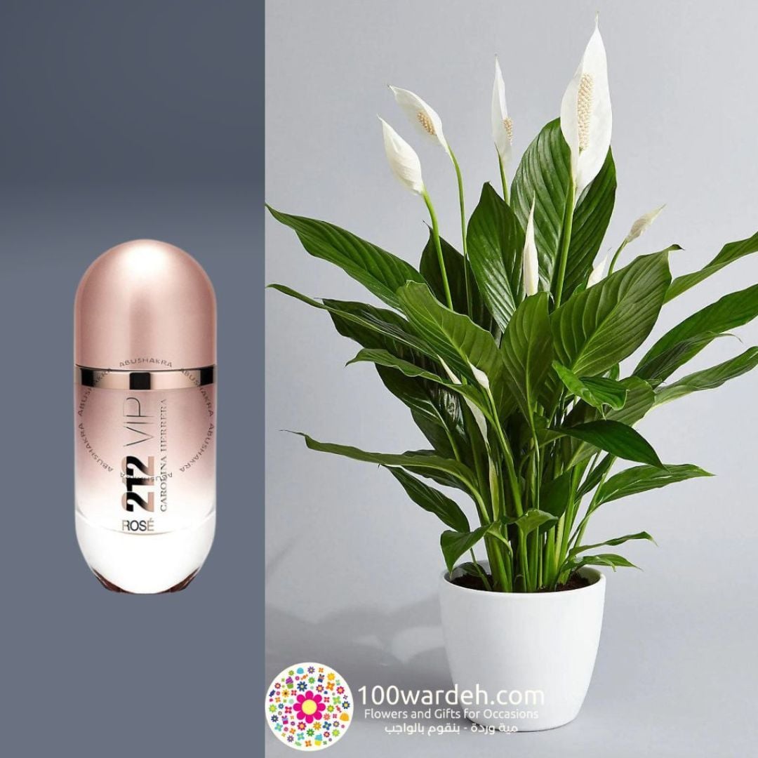 Spathiphyllum Plant+ 212 VIP Rosé Perfume (Carolina Herrera)