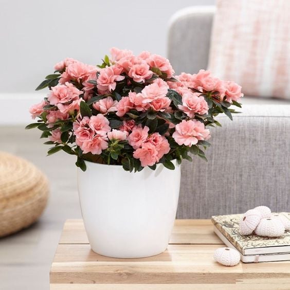 Pink Azalea Plant