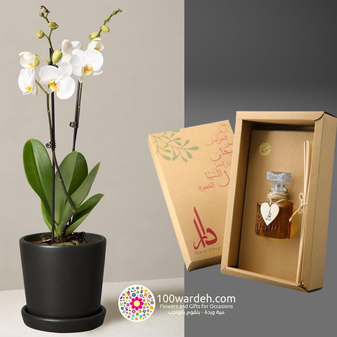 Orchid Plant+Dara Natural Pefrume