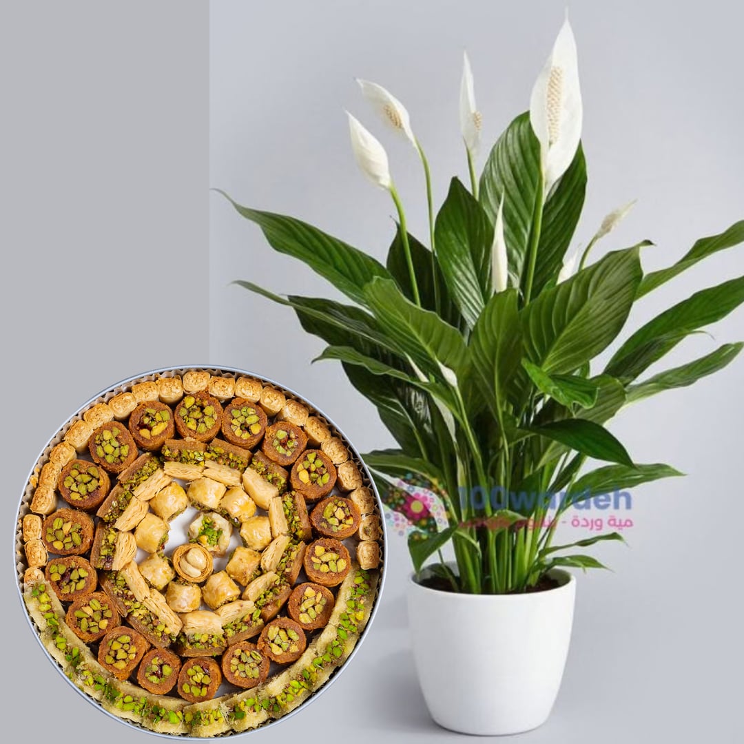 Arabic sweets + Peace Lily Plant