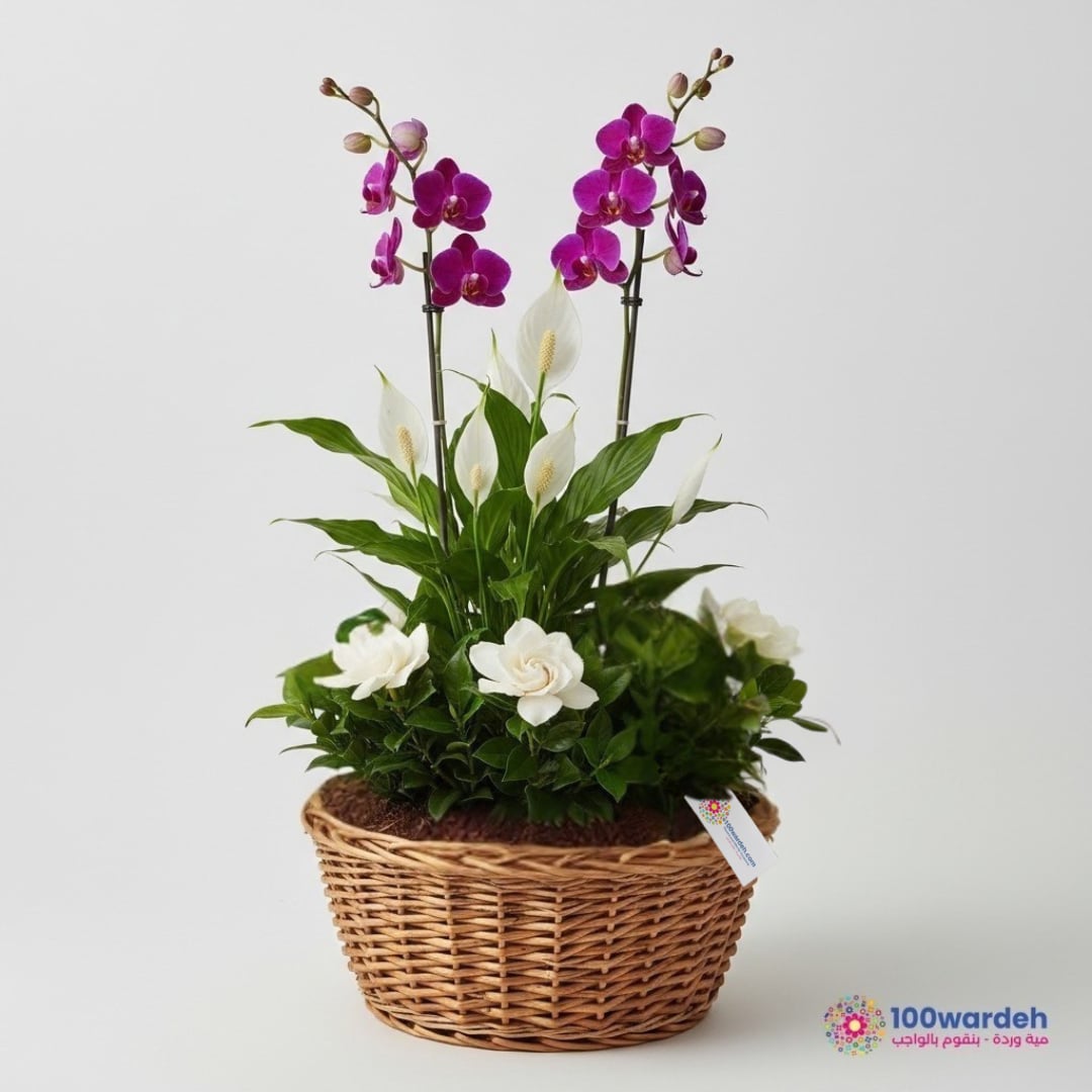 Elegance Trio (Orchid + Peace Lilies + Gardenia in w/Basket)