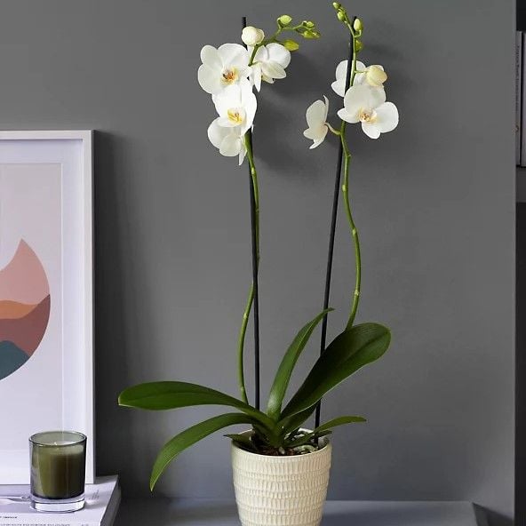 White Phalaenopsis Orchid