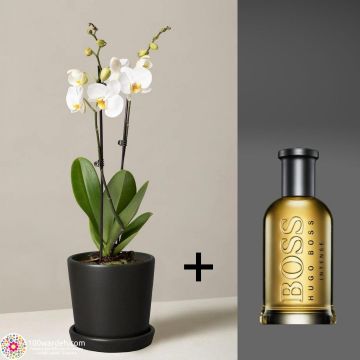 Orchid Plant + Men Perfume 