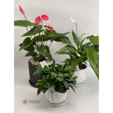 plants amman jordan online shop