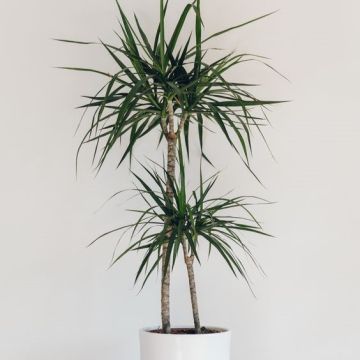 Dracaena plant دراسينيا