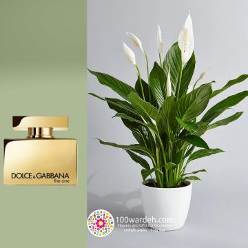 Spathiphyllum Plant+ Dolce Gabbana Perfume