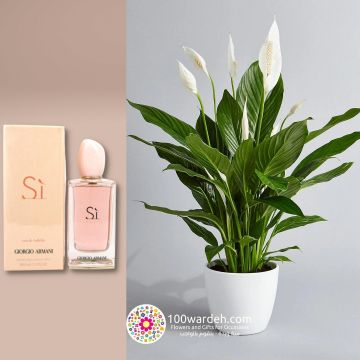 Spathiphyllum Plant+ Giorgio Armani Perfume Si