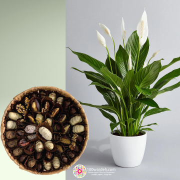 Round basket delight dates+ Spathiphyllum plant
