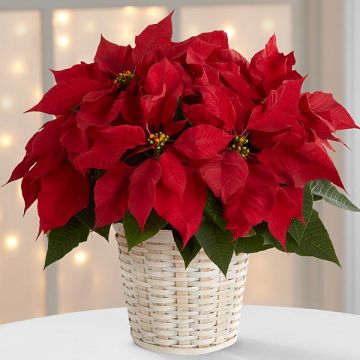Christmas Poinsettia Plant gifts amman jordan