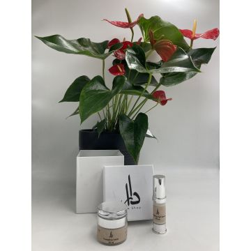 Anthurium plant & Dara Energizing Cream