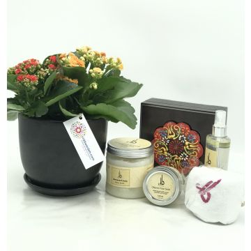 Kalanchoe plant & Dara Skin Care products 