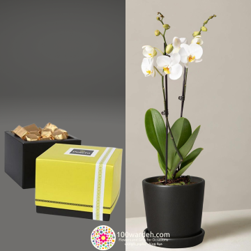 Orchid white plant in a pot Patchi Chocolate's box 