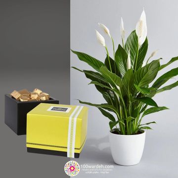 Mother's Day Special Offer-Peace Lilie's (Spathiphyllum)-Chocolate Box