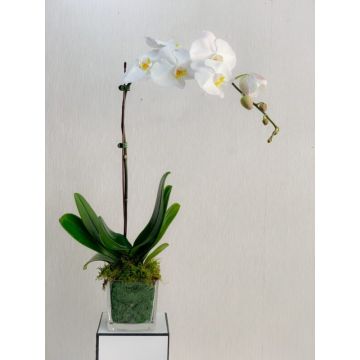 Phalaenopsis Orchid Single