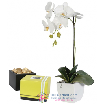 Orchid white plant in a pot Patchi Chocolate's box 