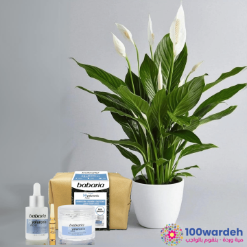 Babaria Hyaluronic with Peace lilly plant