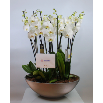 Luxurious Orchids