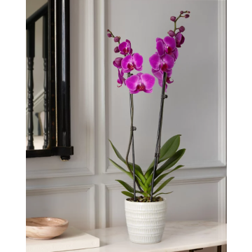 Orchids amman jordan purple