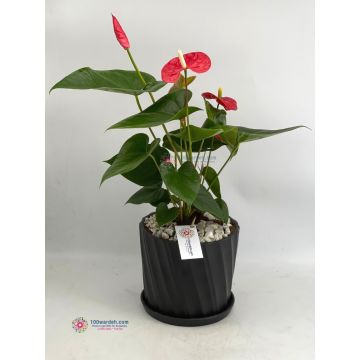 anthurium plant indoor amman jordan shop online