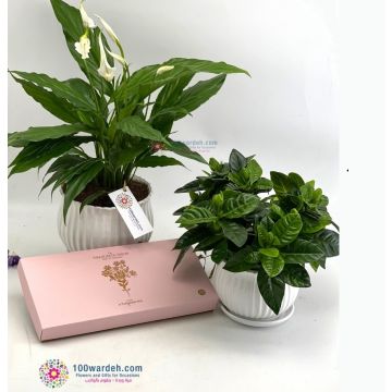 plant and edibles gifts in amman jordan