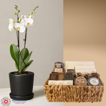 Delightful hamper basket + Orchid plant