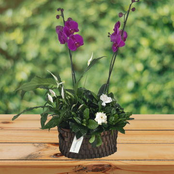 orchid and peace lilies and gardenia plant set