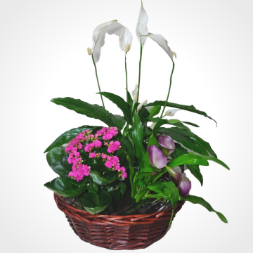 peace lily 3 plants set in one basket