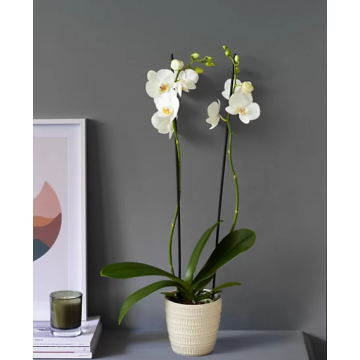 orchid amman