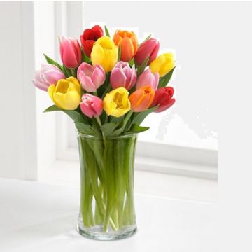 tulip flowers mixed colors amman jordan توليب