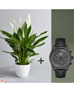Spathiphyllum plant + B.H. POLO CLUB Watch (TIME BLACK LEATHER GREY) for Men