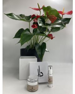 Anthurium plant & Dara Energizing Cream