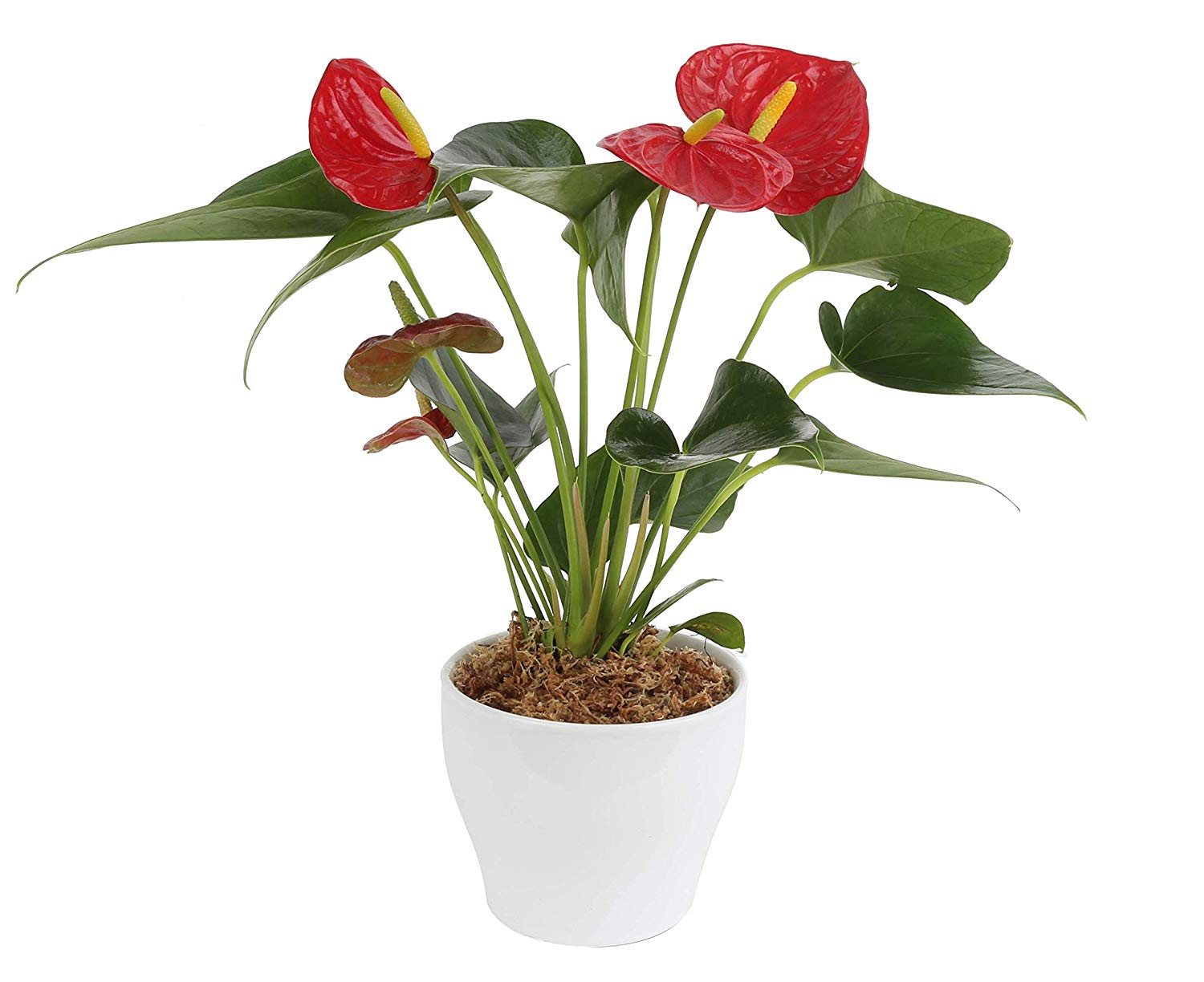 Red Anthurium plant انتوريوم