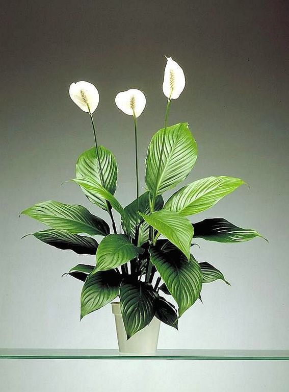 Peace Lilie's (Spathiphyllum)
