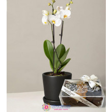 Plexi Dates Mix box + Orchid plant