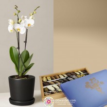 Orchid Plant + 1 Kg Delightful Dates & Chocolate Mix